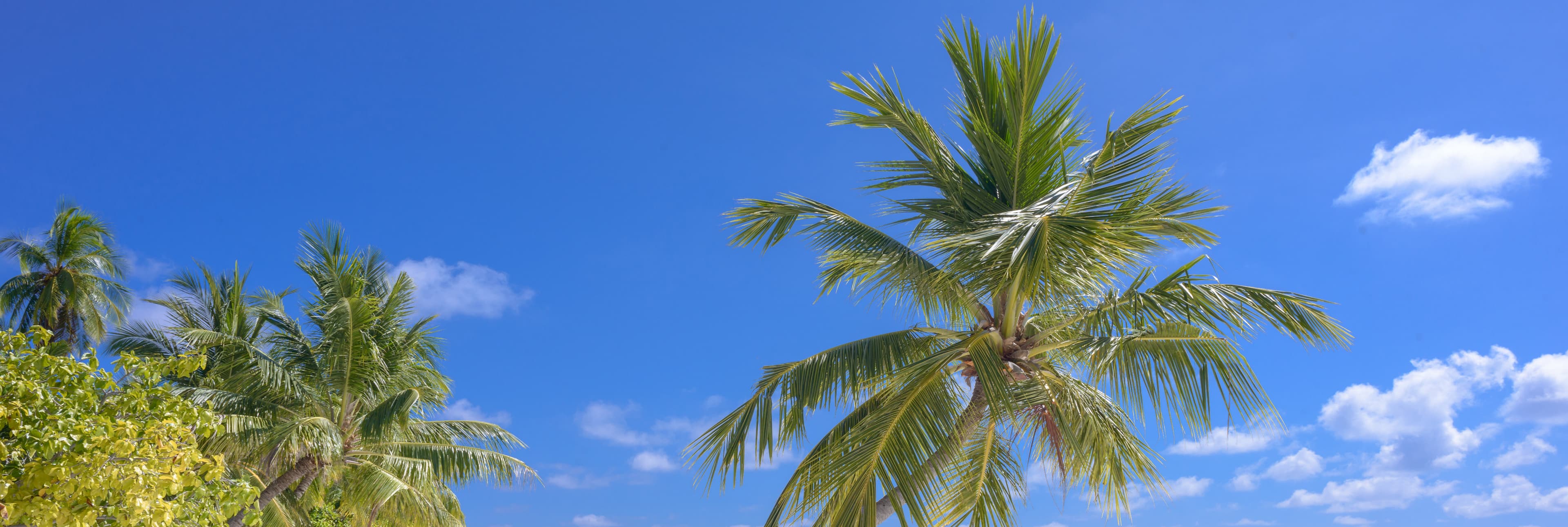 Palm trees under a clear blue sky